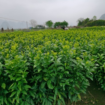 沃柑果苗，香橙头，杆粗壮，跟须好。