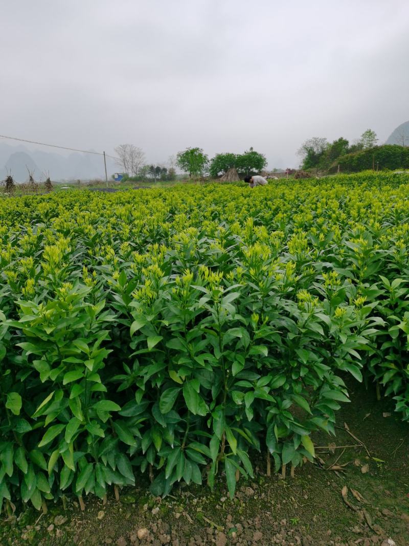 沃柑果苗，香橙头，杆粗壮，跟须好。