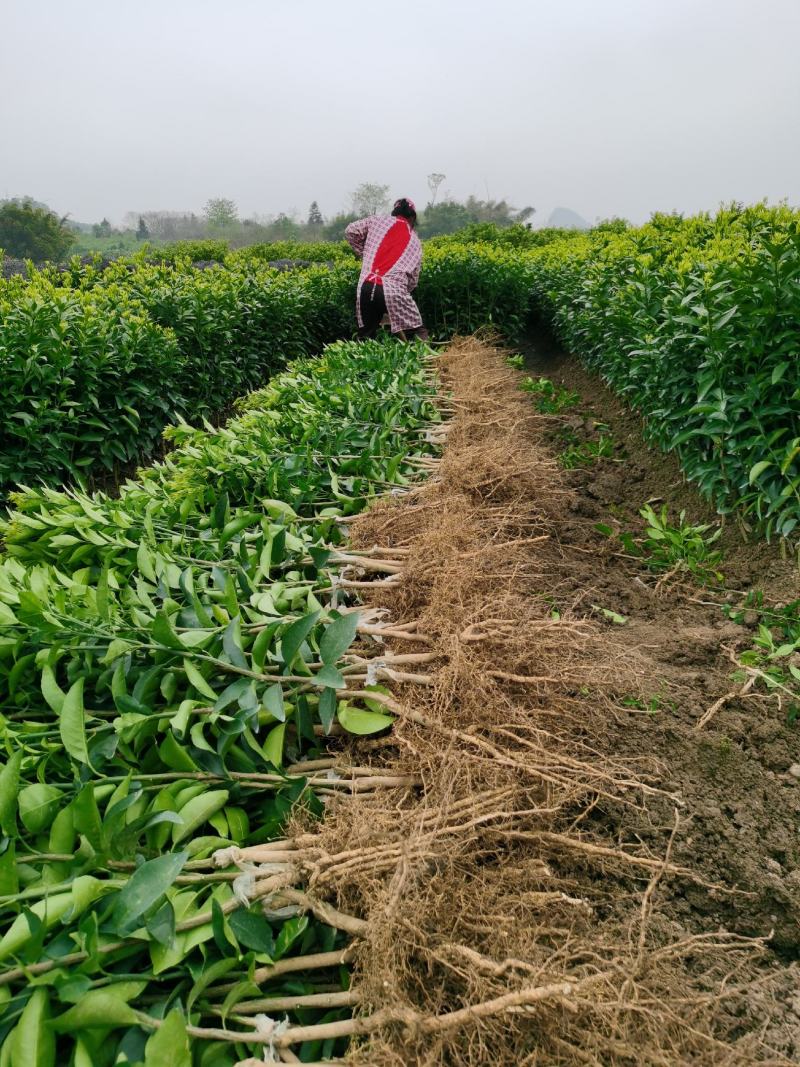 沃柑果苗，香橙头，杆粗壮，跟须好。