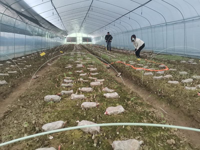 羊肚菌食用菌温室大棚厂家香菇双孢菇建造电话