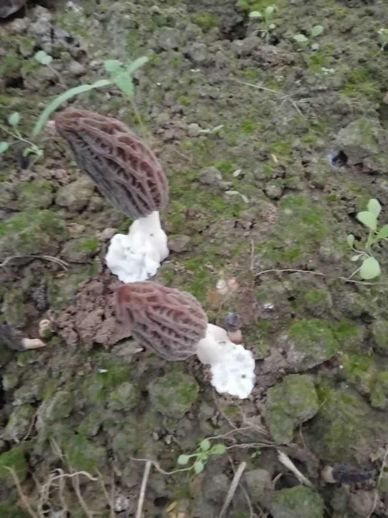 羊肚菌食用菌温室大棚厂家香菇双孢菇建造电话