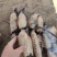 莲藕种苗巨无霸高产莲藕种苗南斯拉夫美国雪莲莲藕种苗