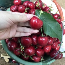 大樱桃🍒红灯美早