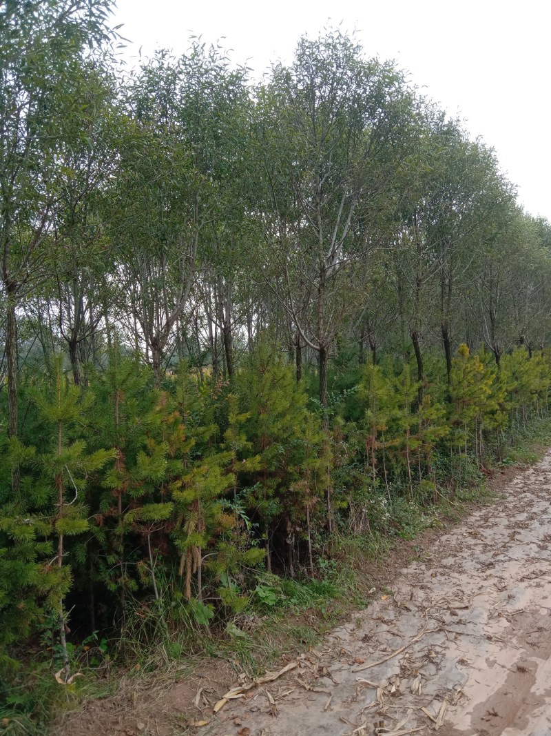 箱子松，油松占地货大量有