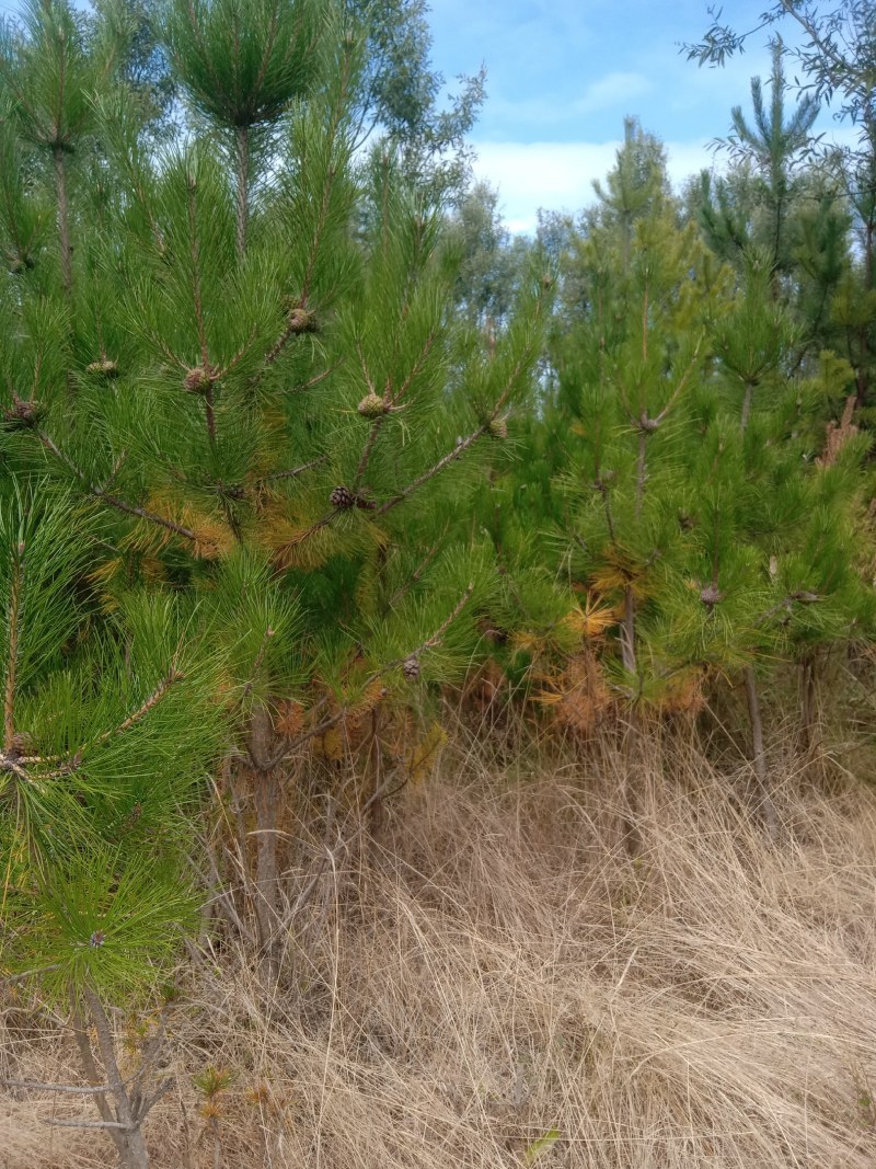 箱子松，油松占地货大量有