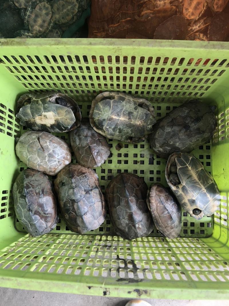 外塘草龟5年以上老草龟适合养殖放养煲汤批发零售