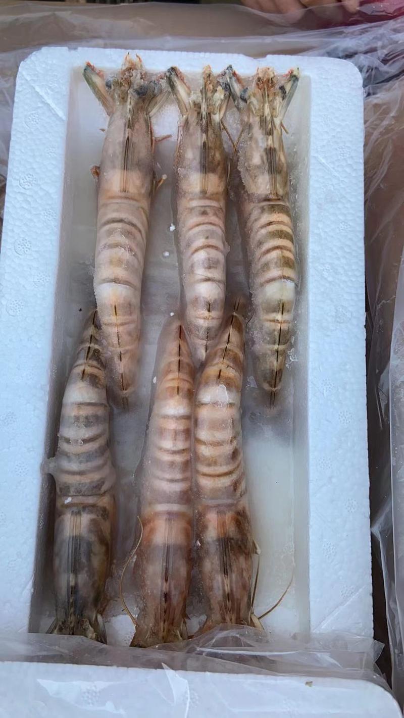 斑节虾竹节虾深海斑节虾适合食堂酒店日料一件代发