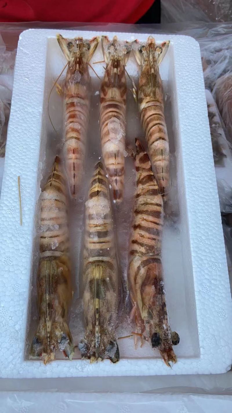 斑节虾竹节虾深海斑节虾适合食堂酒店日料一件代发