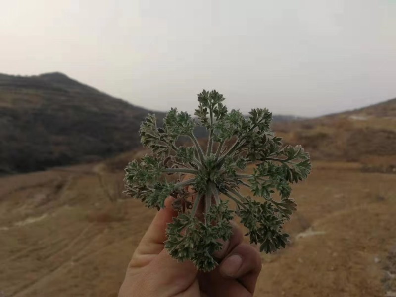 白蒿野生新鲜每天刚挖的茵陈