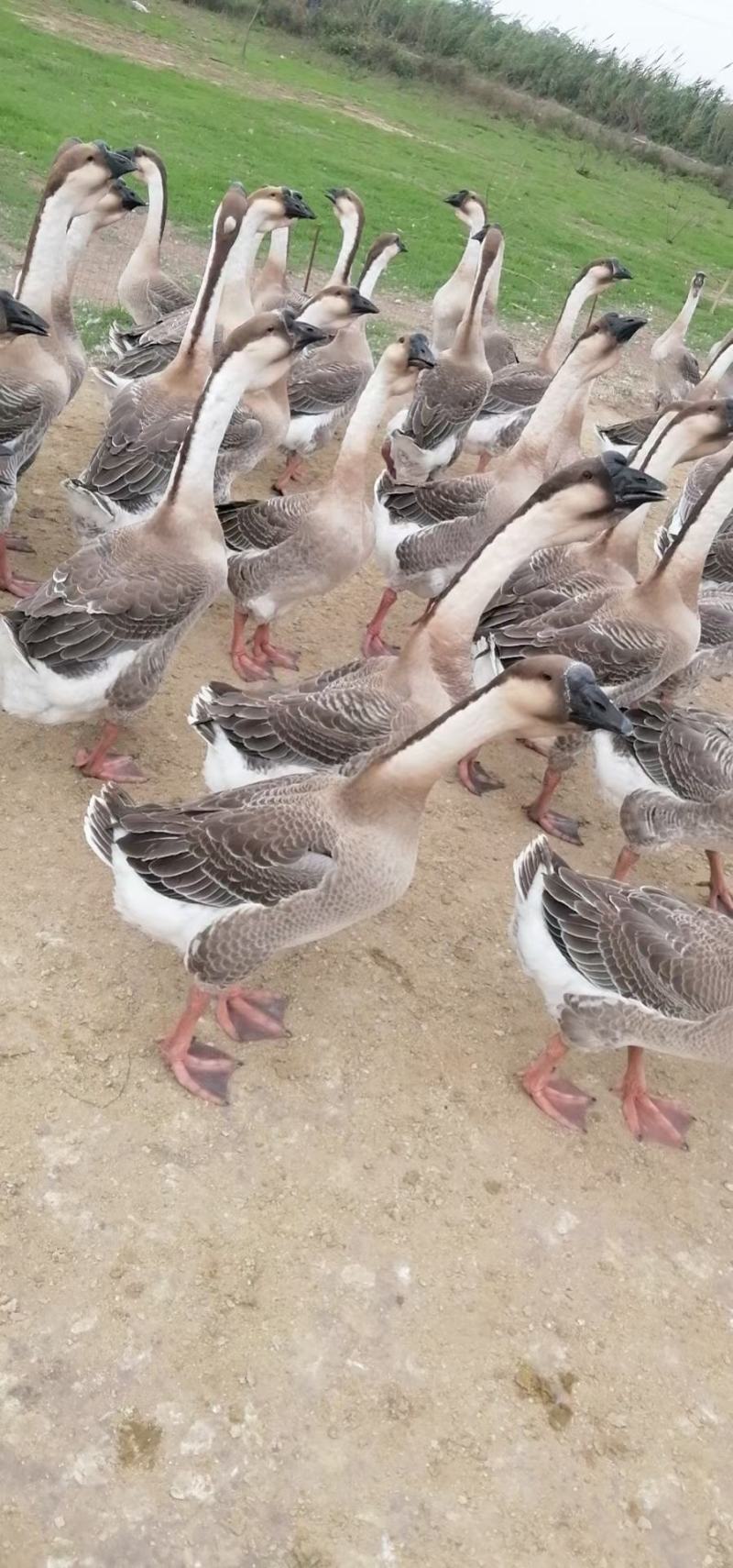 白番鸭，大花公大白沙鹅