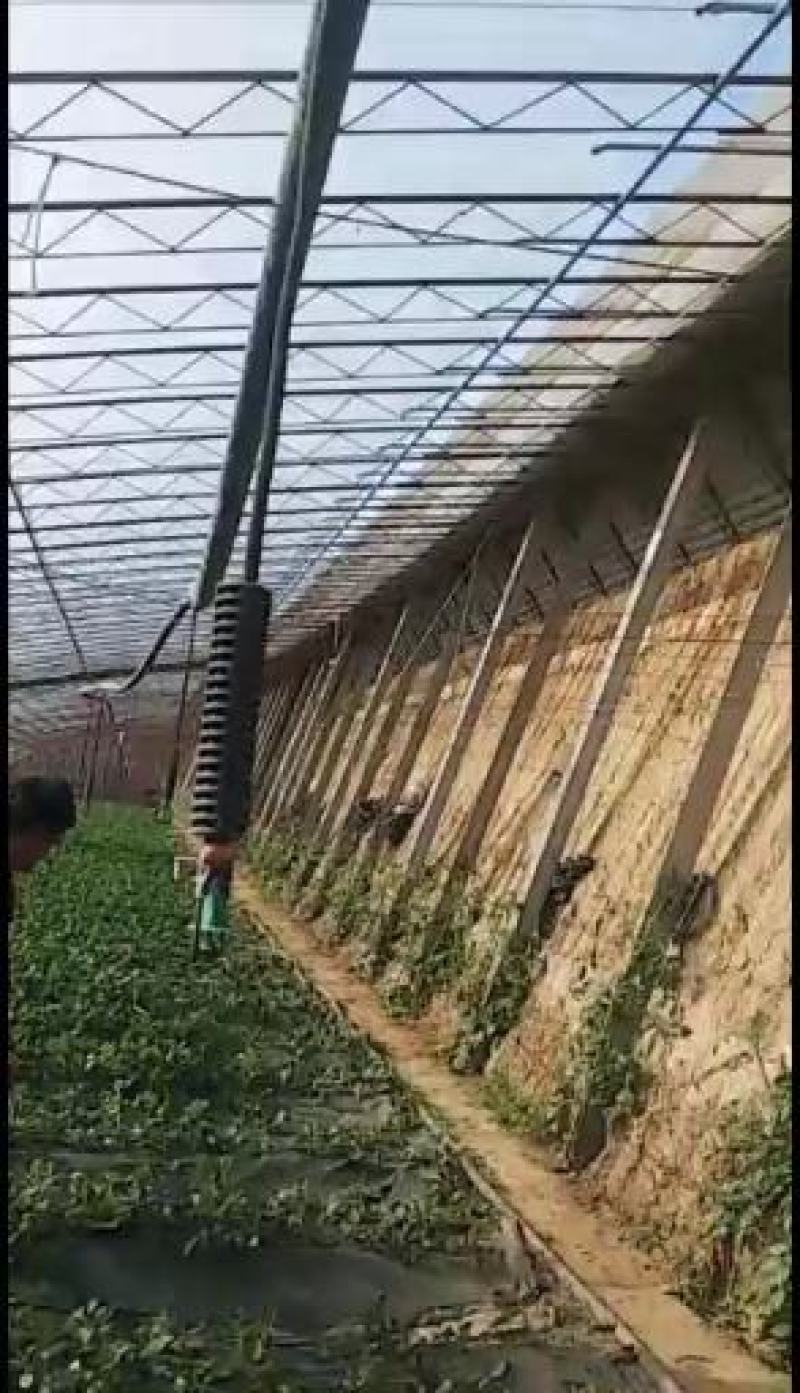 吊挂微喷大棚用的喷灌套装喷淋喷头套装喷雾喷头套装量大从优