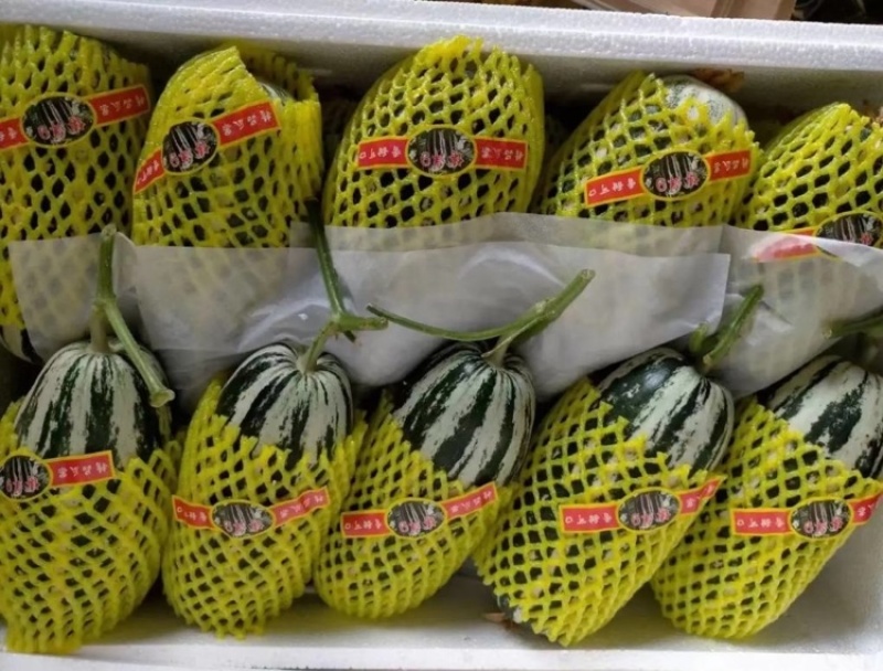 山东甜瓜精品博洋九号甜瓜对接电商超市批发市场