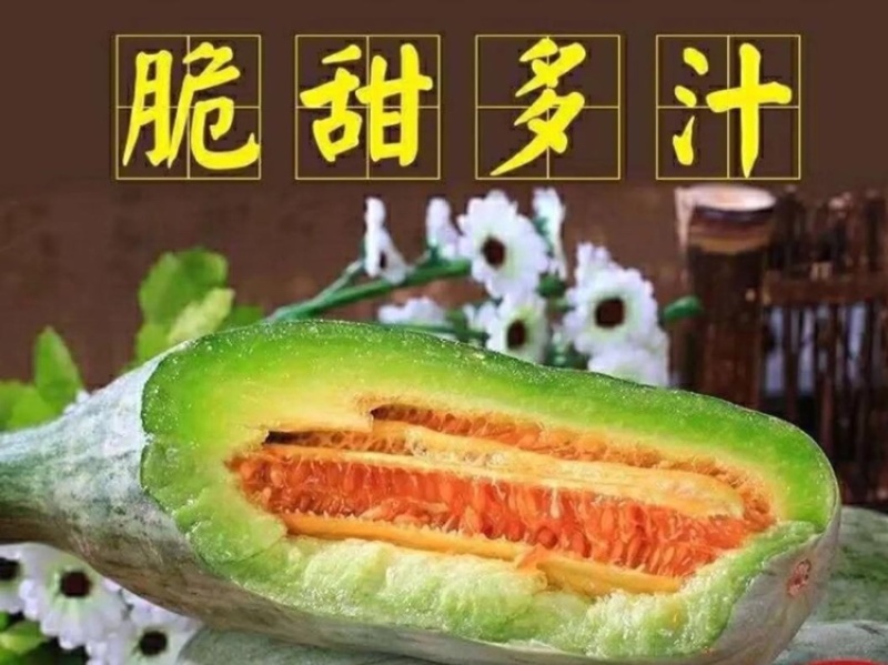 山东甜瓜精品博洋九号甜瓜对接电商超市批发市场