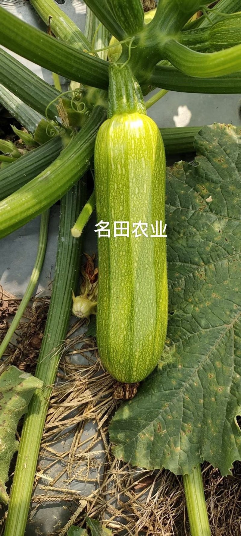 西葫芦种子油亮型春秋可以种颜色绿，绿如意