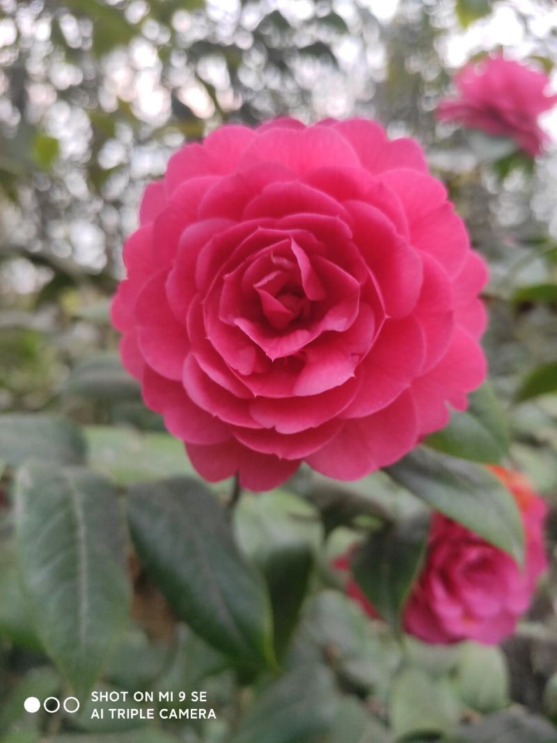 茶花：毛茶，又名黑牡丹，文瓣