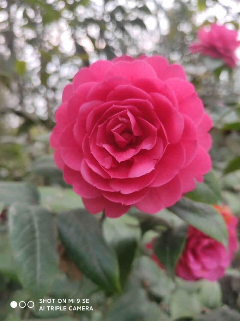 茶花：毛茶，又名黑牡丹，文瓣