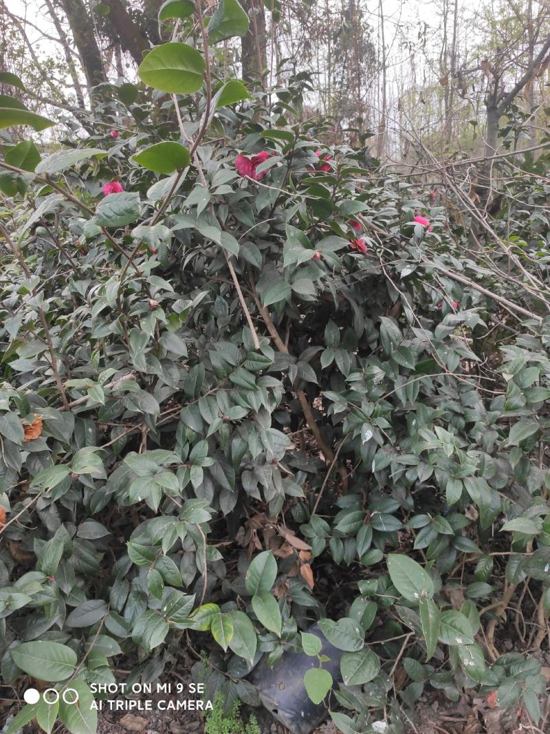 茶花：毛茶，又名黑牡丹，文瓣