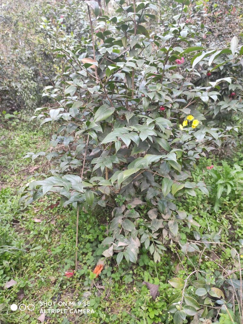 茶花：毛茶，又名黑牡丹，文瓣