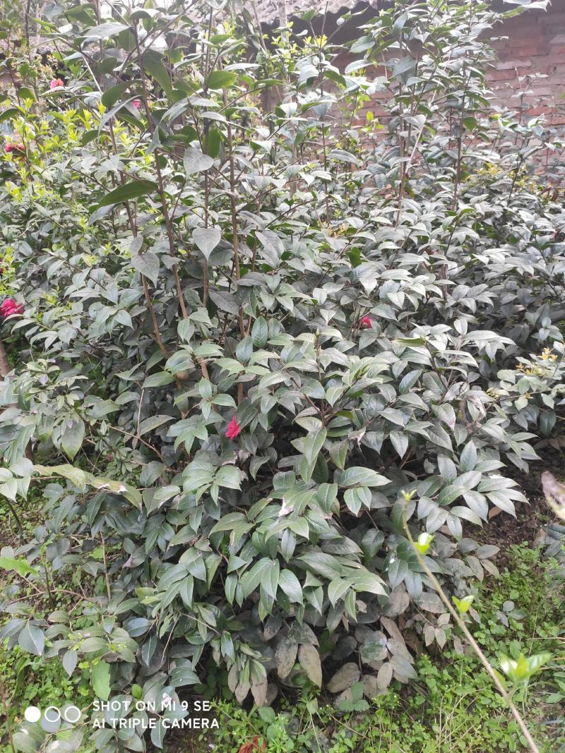 茶花：毛茶，又名黑牡丹，文瓣