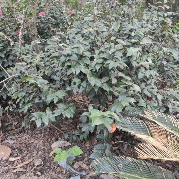 茶花：毛茶，又名黑牡丹，文瓣