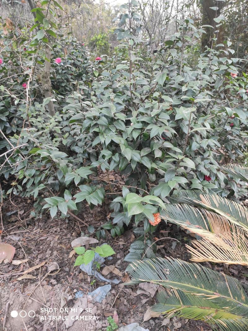 茶花：毛茶，又名黑牡丹，文瓣