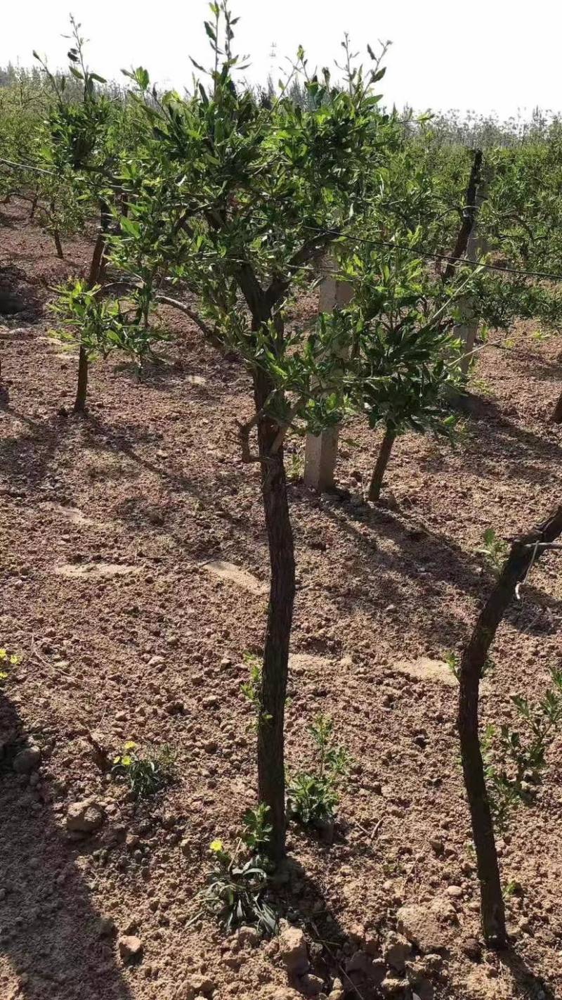 枸杞树，枸杞树苗，独杆枸杞，5公分枸杞树