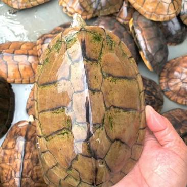 家里养的老种龟15年以上老龟出一池两百多斤稳产种龟