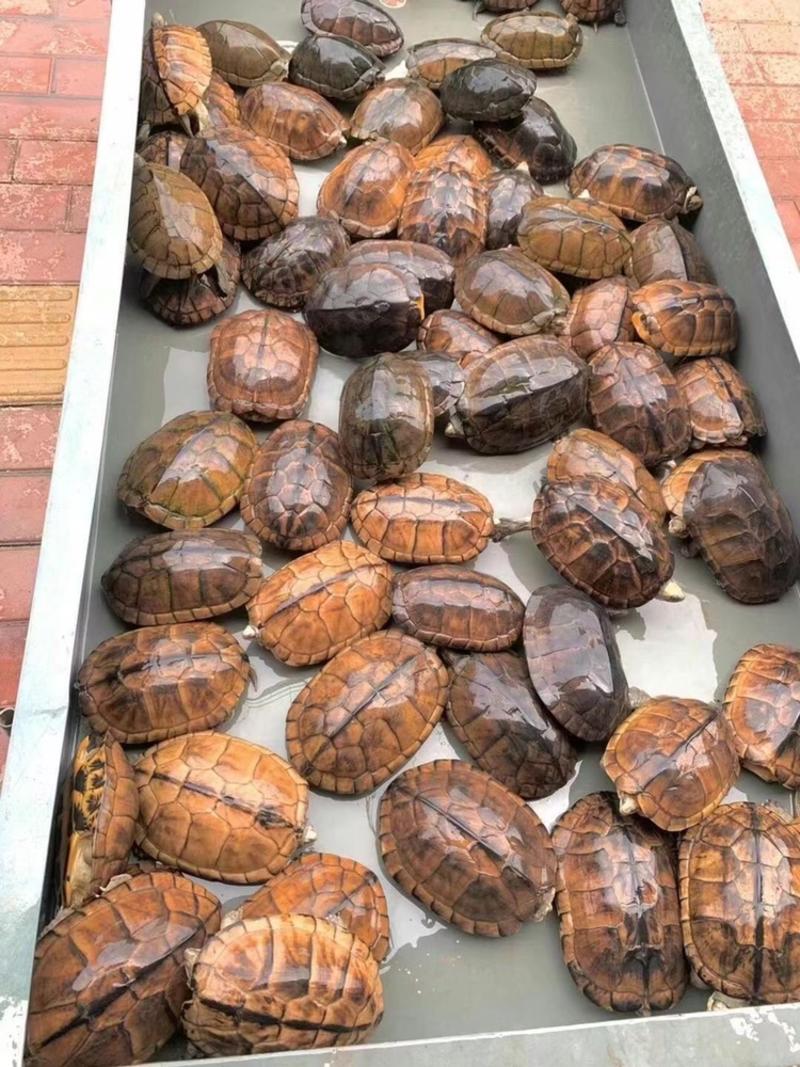 家里养的老种龟15年以上老龟出一池两百多斤稳产种龟