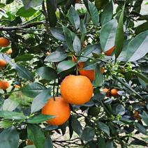 蜜香橙，成熟佳期口感香甜，产地直发对接全国市场
