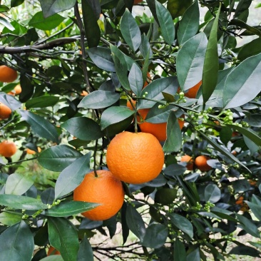 蜜香橙，成熟佳期口感香甜，产地直发对接全国市场