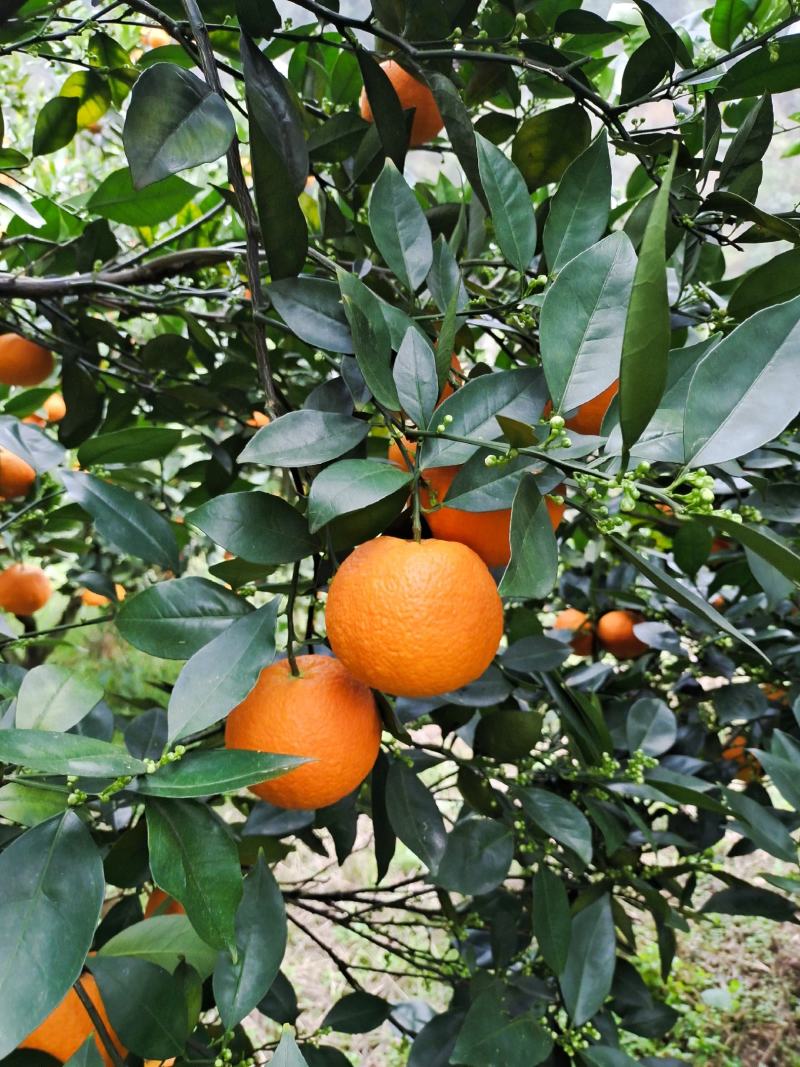 蜜香橙，成熟佳期口感香甜，产地直发对接全国市场