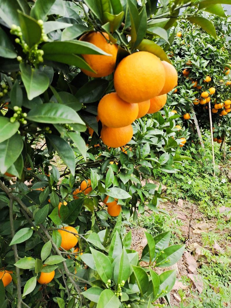 蜜香橙，成熟佳期口感香甜，产地直发对接全国市场