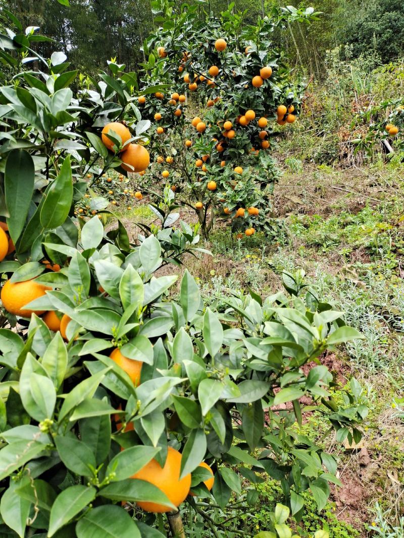 蜜香橙，成熟佳期口感香甜，产地直发对接全国市场