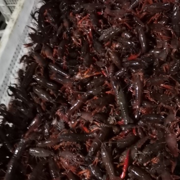 成都本地清水小龙虾上市了