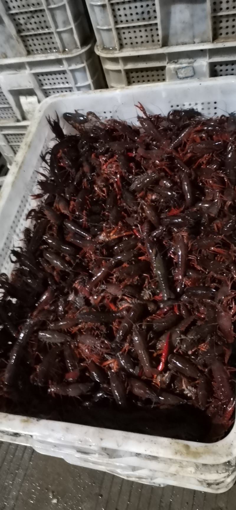 成都本地清水小龙虾上市了
