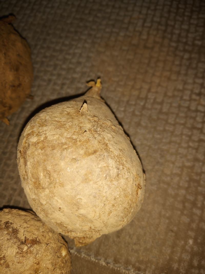 野生地苦胆/鲜活/干货