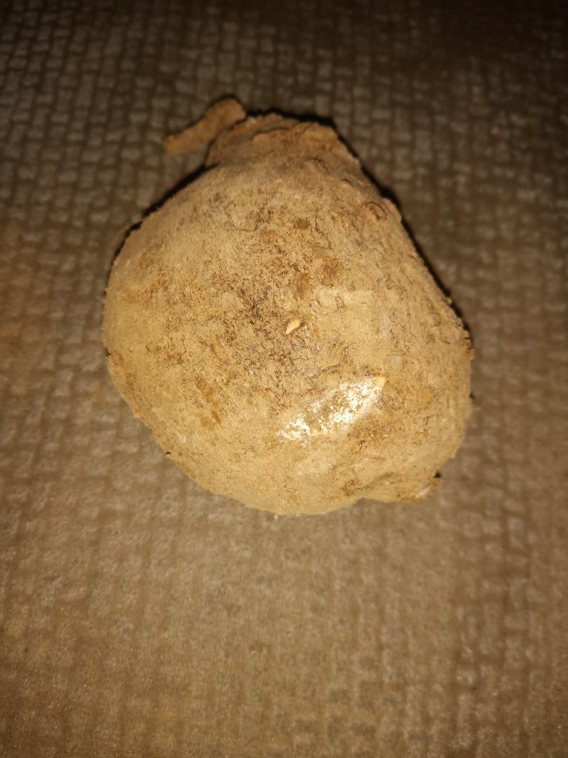 野生地苦胆/鲜活/干货