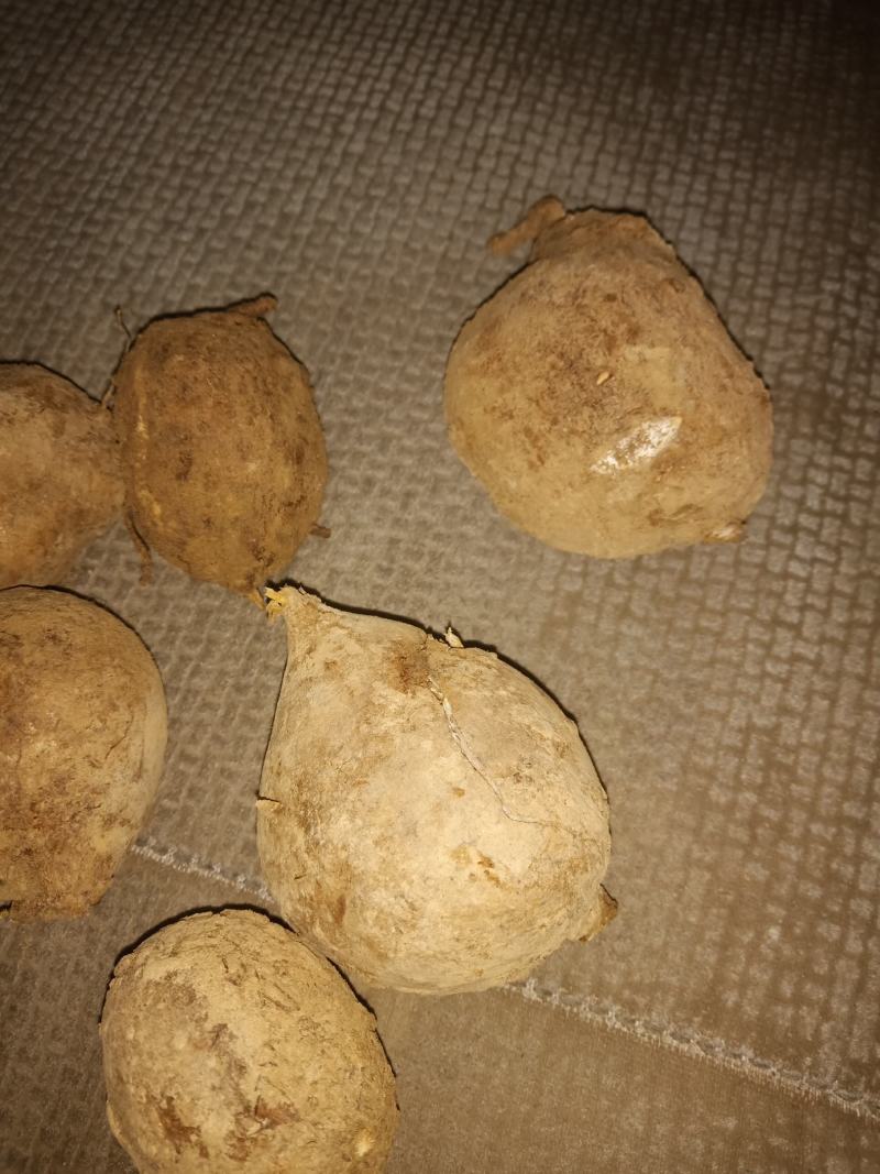 野生地苦胆/鲜活/干货