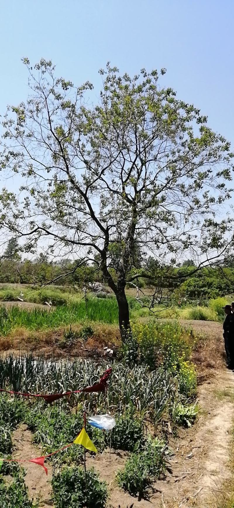 精品乌桕大量供应，产地肥西县1000亩地，规格齐全