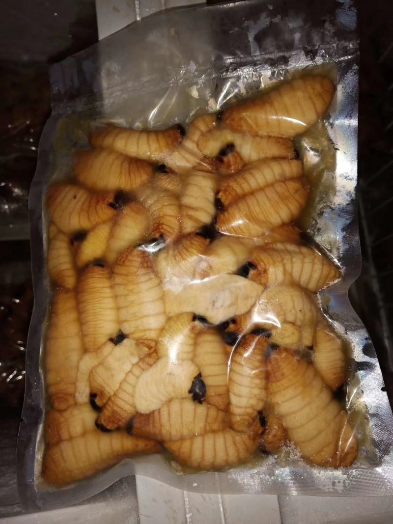 中国四川野生竹虫（笋蛆）郑重承诺假一赔十