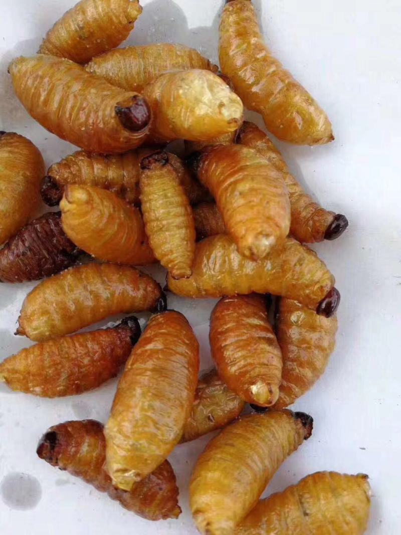 中国四川野生竹虫（笋蛆）郑重承诺假一赔十