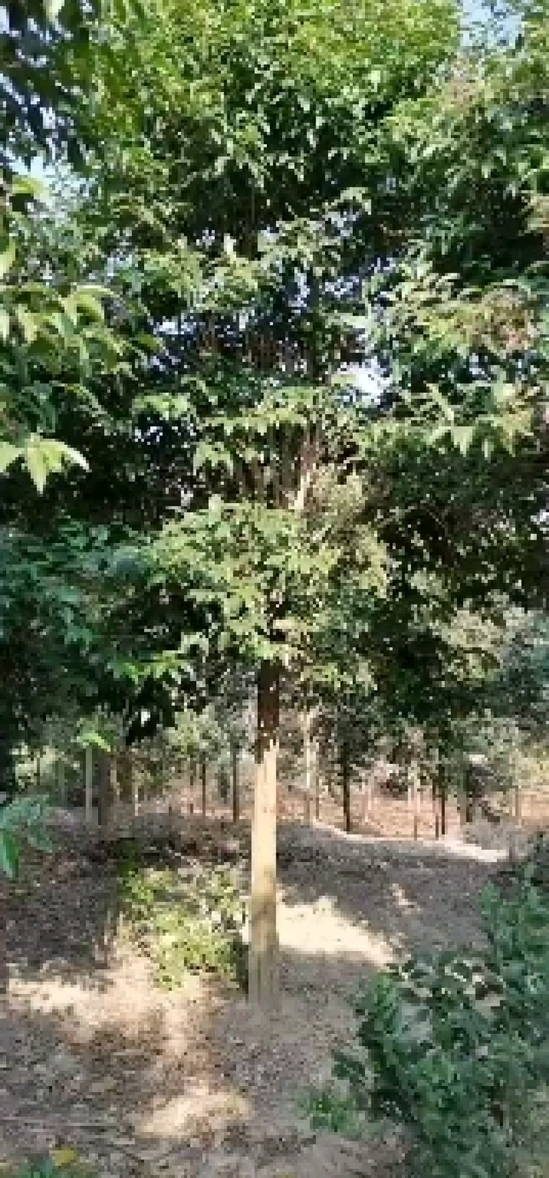 大叶女贞苗木基地，精品树型价格合理，2000亩地规格齐全