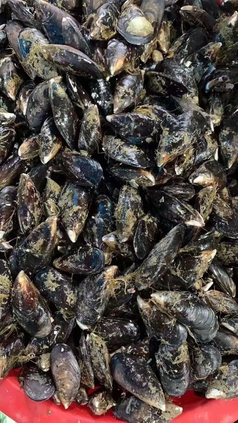 海虹，青口贝，淡菜，贻贝鲜活发货个头大，肥度好