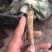 23新货你啊肉独活苗子200万苗子现予出售，
