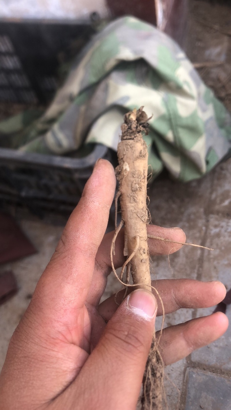 23新货你啊肉独活苗子200万苗子现予出售，