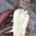 23新货你啊肉独活苗子200万苗子现予出售，