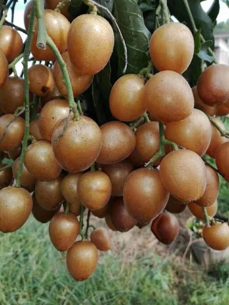 郁南建城无核黄皮苗，大鸡心黄皮苗，无核黄皮苗