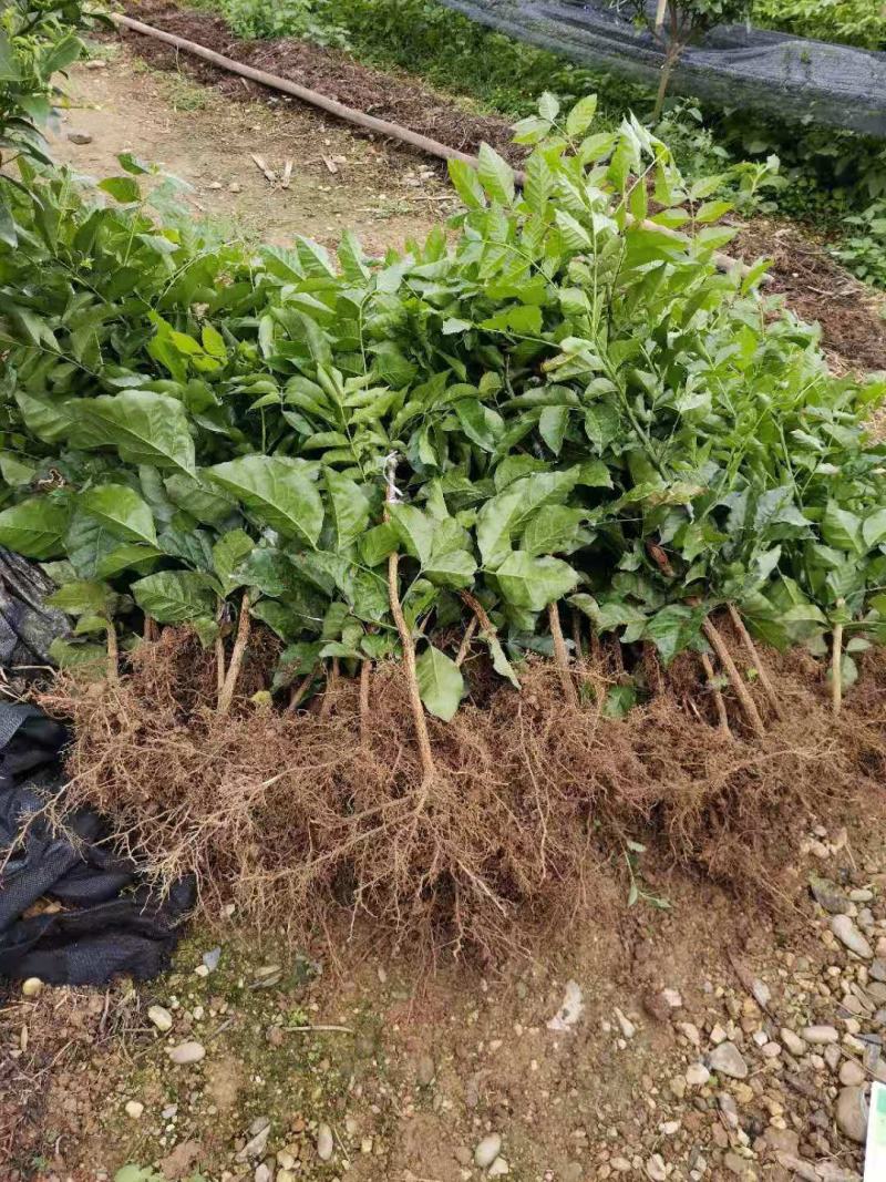 郁南建城无核黄皮苗，大鸡心黄皮苗，无核黄皮苗