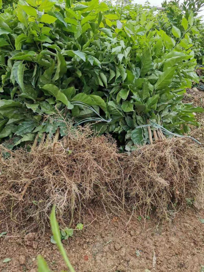 郁南建城无核黄皮苗，大鸡心黄皮苗，无核黄皮苗