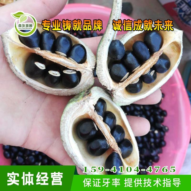 文冠果树苗，文冠果种子，文冠果油，耐旱耐寒文冠果